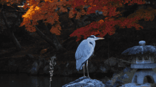 The Boy and the Heron (2023): The Three Miyazakis, Malice-Filled Stones, and a Father's Message