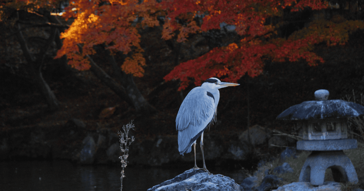 Grey heron standing beside a stone lantern in a Japanese garden surrounded by vivid autumn foliage