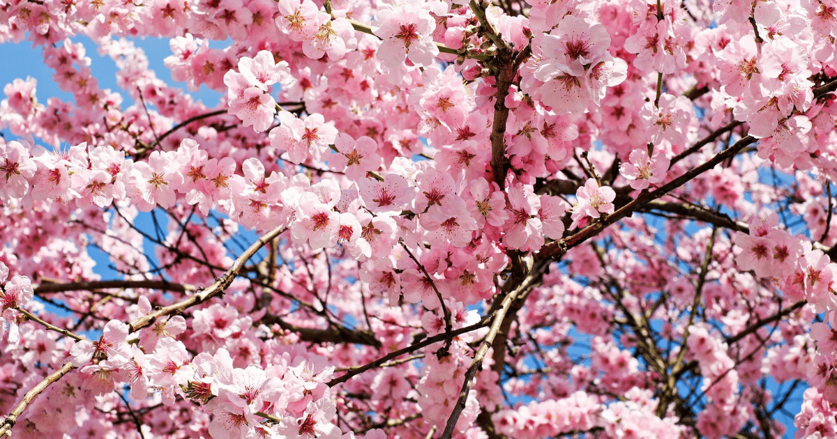 Pink cherry blossoms in full bloom against a clear blue spring sky