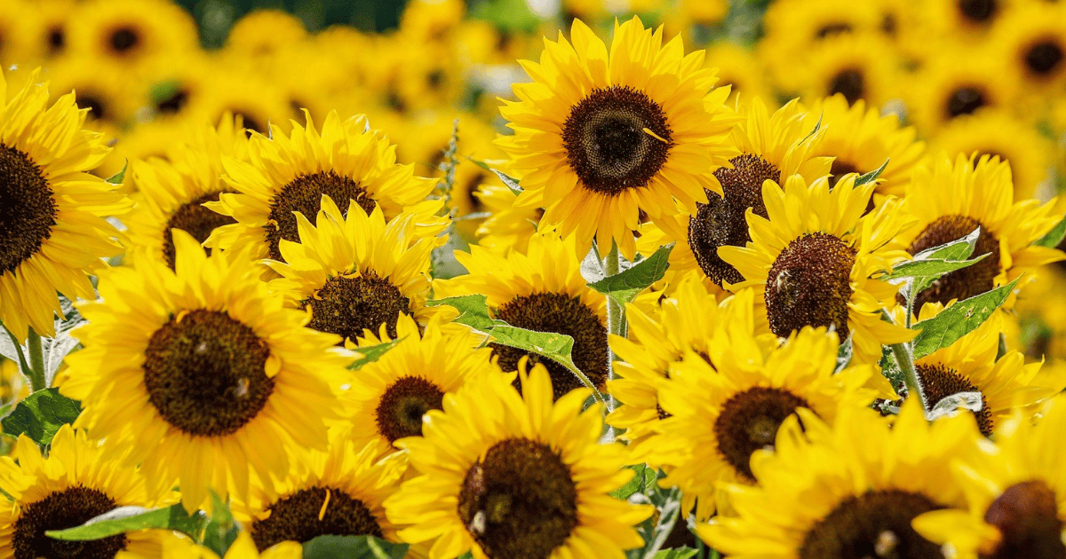 Field of vibrant yellow sunflowers in full bloom.